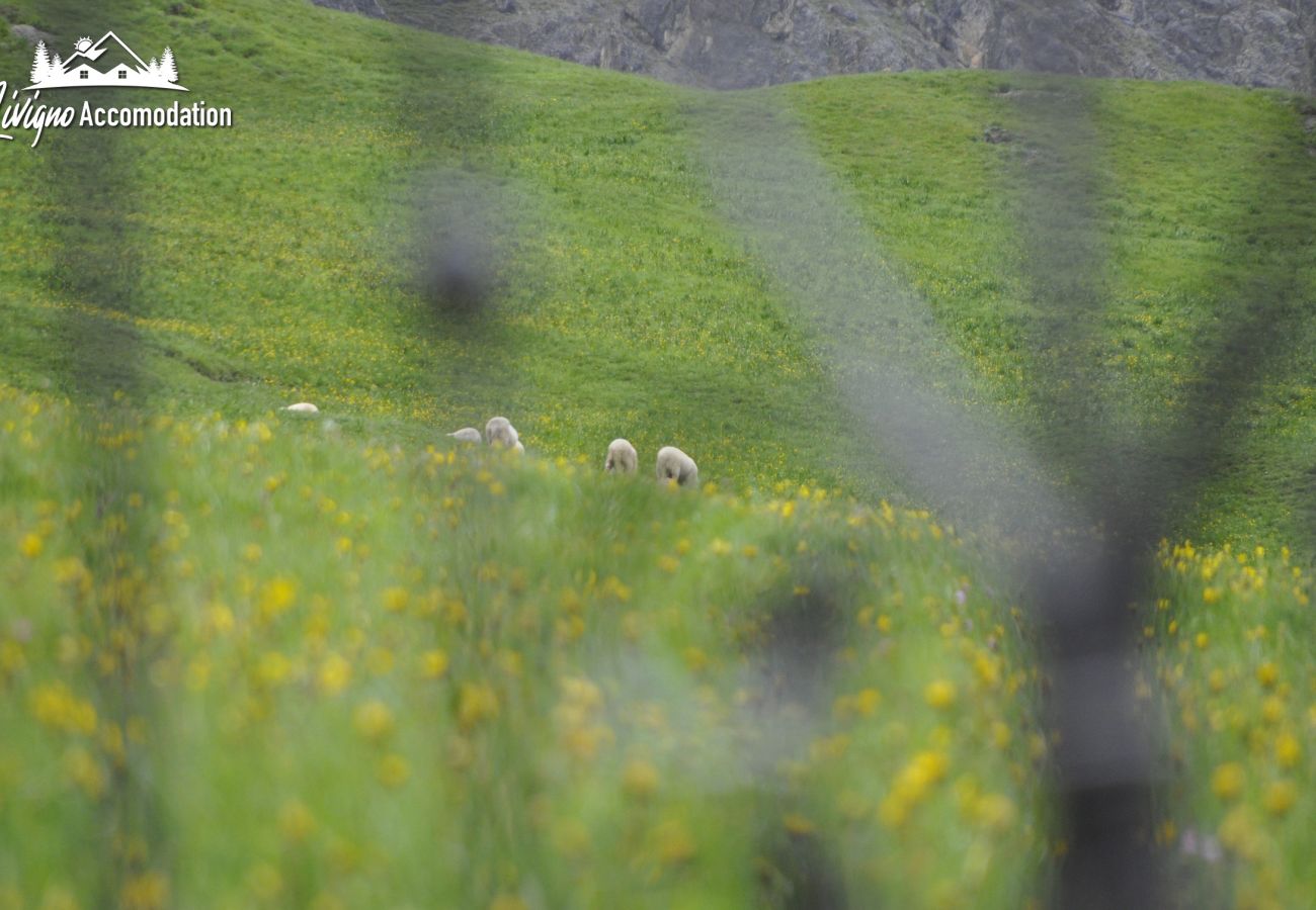 Appartamento a Livigno - Appartamenti Green Gustav Klimt