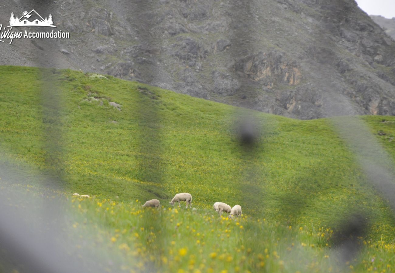 Appartamento a Livigno - Appartamenti Green Gustav Klimt